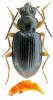Bembidion assimile